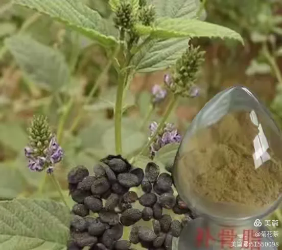 补骨脂
